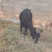 بز مورسیا شیری اسپانیا اصل