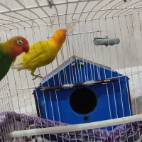 طوطک برزیلی(فیشر)|پرنده|مرند, |دیوار