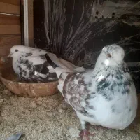 ۲جفت حیون مشتی