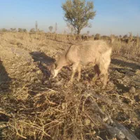 بز و بزغاله|حیوانات مزرعه|لالجین, |دیوار