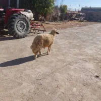 بره قوچ داشتی|حیوانات مزرعه|اسلامآباد غرب, |دیوار