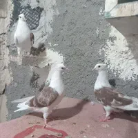 دوکت قاره شازده