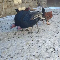 بوقلمون و خروس|حیوانات مزرعه|چالدران, |دیوار