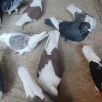 8تا دوبال مهر ماکلی|پرنده|مینودشت, |دیوار