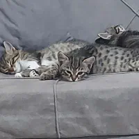 گربه خیابانی مادر و ۳ بچه گمشده