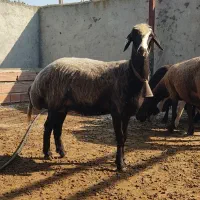 گوسفند های شیشک ابستن وبردار تمیز توقلی قوچی|حیوانات مزرعه|گرگان, |دیوار