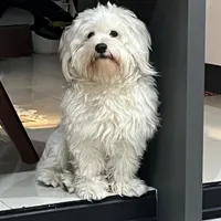 سگ گمشده