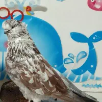 کبوتر فورشی