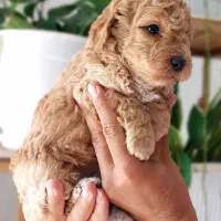 سگ های خانگی. دارای گواهی سلامت