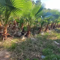 انواع نهال مرکبات،سیاه ریشه و..زیرنظر مهندس تشیع