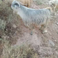 ساورین