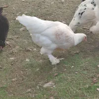 مرغ دورگه برهما