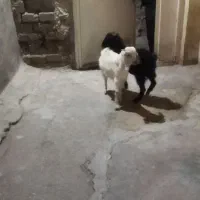 100000|حیوانات|گراش, |دیوار