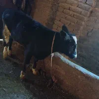 گاوو گوساله جوان|حیوانات مزرعه|خزل, |دیوار