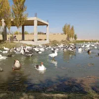 فروش ویژه جوجه غاز قوغاز و تخم غاز