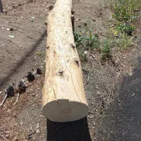 چوب درخت کاج