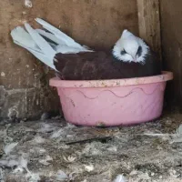 کبوتر کفتر گرو تضمینی|پرنده|خمینیشهر, |دیوار