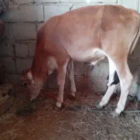 گاو نر