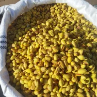 پسته رفنجان|خوردنی و آشامیدنی|سنندج, |دیوار