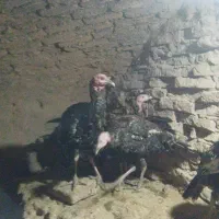 بوقلمون برنز|حیوانات مزرعه|شاهرود, |دیوار