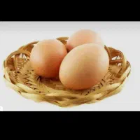 تخم نطفه دار بلدرچین مینیاتوری