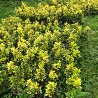 فروش یاس کاملیا ناندانیا شمشاد لاوسون و....|خدمات باغبانی و درختکاری|کلاچای, |دیوار