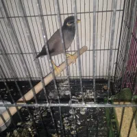 مرغ مینا|پرنده|رامیان, |دیوار