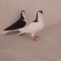 ساده سیاه و کلاغ|پرنده|نیشابور, شهرک اندیشه|دیوار