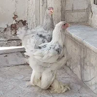 جوجه برهما بلو گریدA