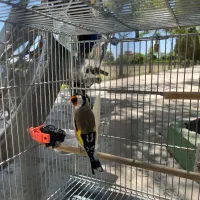 سهره جوجه قفس بخون مست