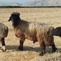 قوچ میش بز پازن کهره بره