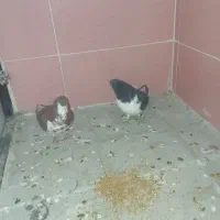 کفتر شهری جفت