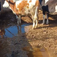 ۳ راس تلیسه جنس بالا پای کل داشتی گاو گوساله|حیوانات مزرعه|گمیشان, |دیوار