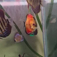 فروش ماهی دیسکس