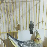 عروس زیبا جوجه دان خور|پرنده|بجنورد, |دیوار