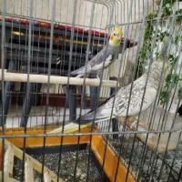 عروس هلندی  جفت