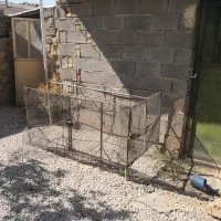 فقس پرنده و گربه، سگ، مرغ، بوقلمون، تاوس|لوازم جانبی حیوانات|فیروزآباد (فارس), |دیوار