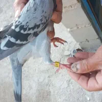 کبوتر