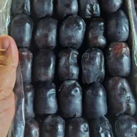 فروش خرما مضافتی دوردیف و سه ردیف