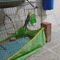 عروس هلندی|پرنده|زرند, |دیوار