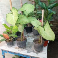 فلیدندرون. زاموفیلیا. فیکوس..|گل و گیاه طبیعی|مینودشت, |دیوار