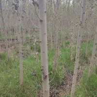 زمین کشاورزی صنوبر|فروش دفتر صنعتی، کشاورزی، تجاری|شاهین دژ, |دیوار