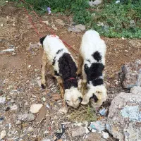 گوسفند