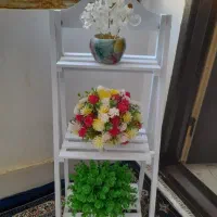 استند|گل و گیاه طبیعی|کوهدشت, |دیوار