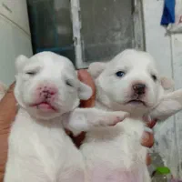 توله پامرین