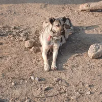 واگذاری سگ سرابی