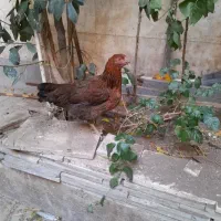 مرغ فروشی