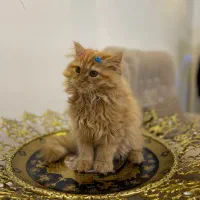 گربه پرشین