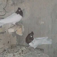 کبوتر|پرنده|خرمآباد, |دیوار