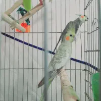 عروس هلندی مولد معاوضه با قناری|پرنده|اهواز, کوی ملی راه|دیوار